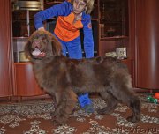 Превью фото № 225518