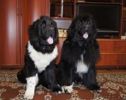 Превью фото № 225523