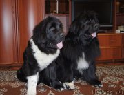 Превью фото № 225525