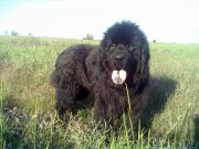 Превью фото № 225592