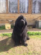 Превью фото № 225708