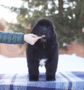 Превью фото № 225761