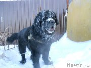 Превью фото № 225773