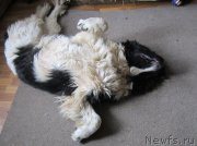 Превью фото № 225783