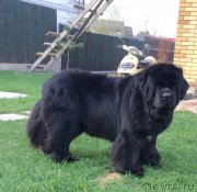 Превью фото № 225802