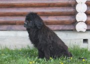 Превью фото № 225826