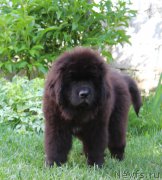 Превью фото № 225827