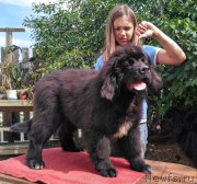 Превью фото № 225838