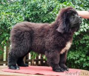 Превью фото № 225839