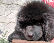 Превью фото № 225856