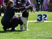 Превью фото № 225858