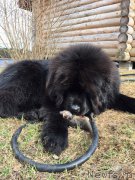 Превью фото № 225866