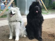 Превью фото № 225898