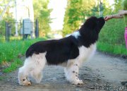 Превью фото № 225902