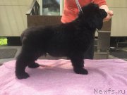 Превью фото № 225912