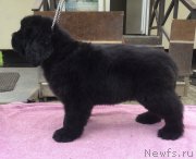 Превью фото № 225913