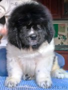 Превью фото № 225915