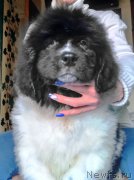 Превью фото № 225917