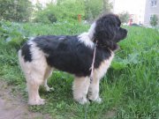 Превью фото № 225923