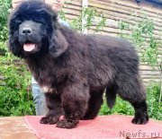 Превью фото № 225960