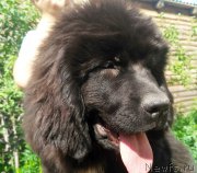 Превью фото № 225969