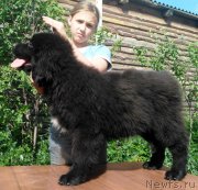 Превью фото № 225970