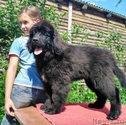 Превью фото № 225973