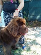 Превью фото № 225999