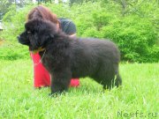 Превью фото № 226050