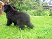 Превью фото № 226051