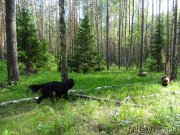 Превью фото № 226061