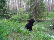 Превью фото № 226062