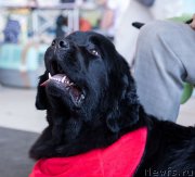 Превью фото № 226065