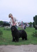 Превью фото № 226091