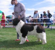 Превью фото № 226094