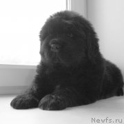 Превью фото № 226134