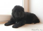 Превью фото № 226141