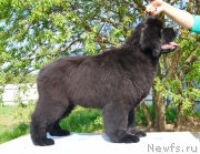 Превью фото № 226151