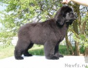 Превью фото № 226152