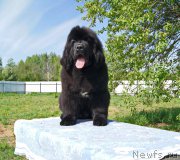 Превью фото № 226153