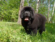 Превью фото № 226154