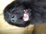 Превью фото № 226161