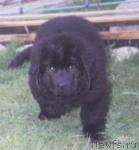 Превью фото № 22617