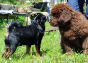 Превью фото № 226182