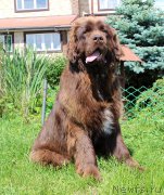 Превью фото № 226192