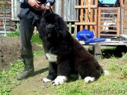 Превью фото № 226199