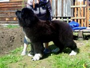 Превью фото № 226200