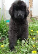 Превью фото № 226226