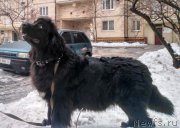 Превью фото № 226231