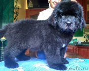 Превью фото № 226240